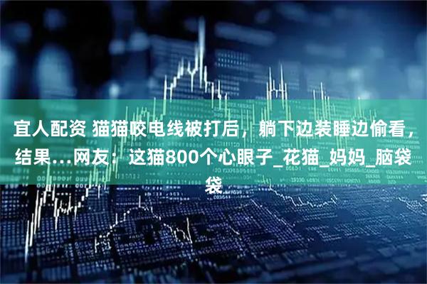 宜人配资 猫猫咬电线被打后，躺下边装睡边偷看，结果…网友：这猫800个心眼子_花猫_妈妈_脑袋